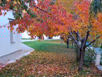 Colourful trees in autumn