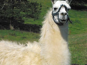 Llamas herbert and quentin like to watch campers from the next-door field