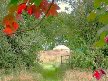 Meadow around the yurt