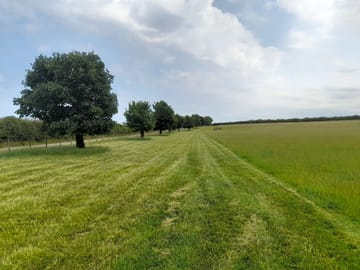 Field view