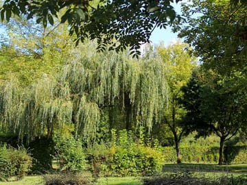 Pitches with plenty of greenery