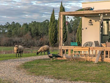 Free-range sheep and peacocks