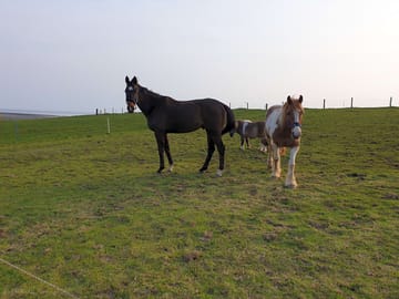 Horses on the site
