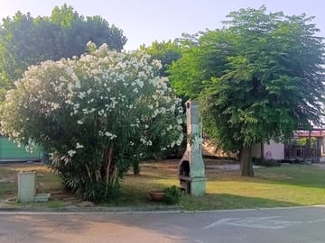 Trees for shade