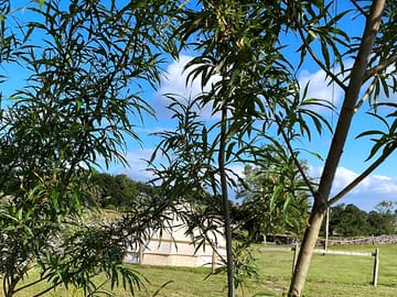 Surrounded by greenery
