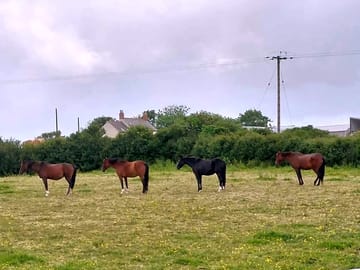 Horses in the next field
