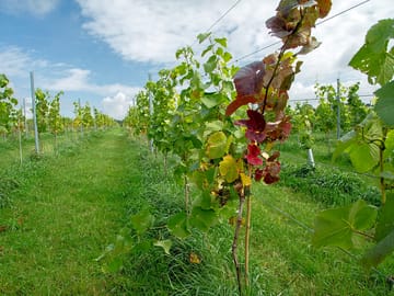 Row of vines july