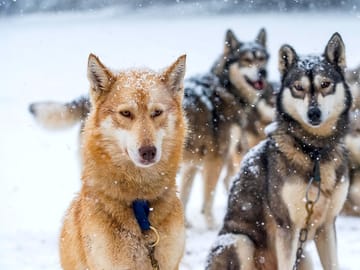 Huskies sibériens