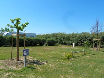 Hedges for shade and privacy