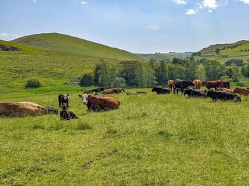 Farm animals