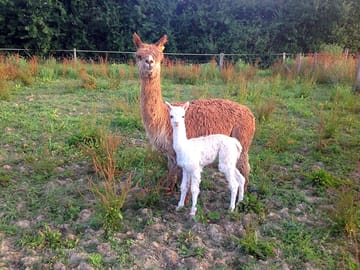 Resident alpacas