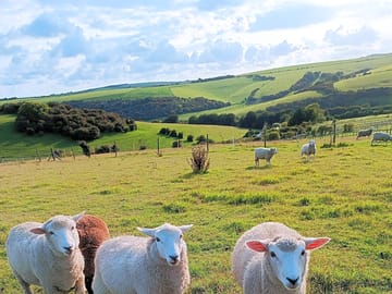 The lambs are all really friendly and love a stroke