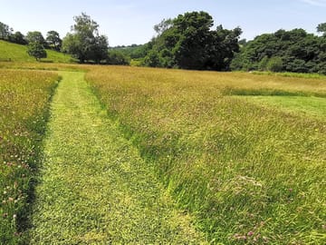Mown path to the pitches