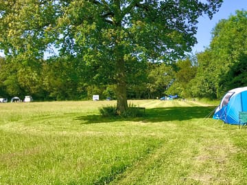 Sunny days in the wildflower meadow