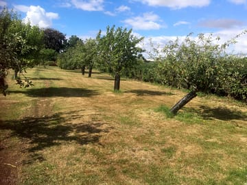 Pitch anywhere in the orchard