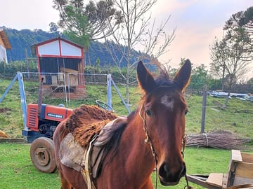 Friendly horse