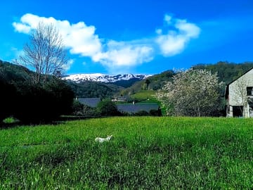 Minette and cherry tree in spring