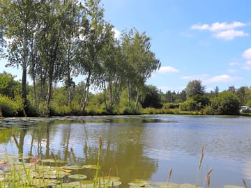 Lilies on the fishing lake