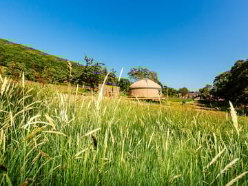 Yurt nestled in ancient orchard, surrounded by trees and long areas of grass