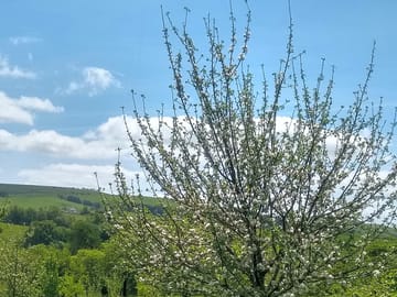 Spring is apple-blossom time