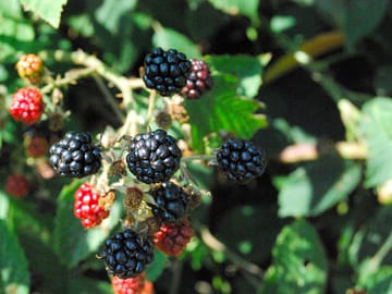 Pick your own pudding – blackberries in the bushes in august and september