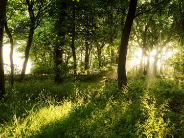 Woodland onsite