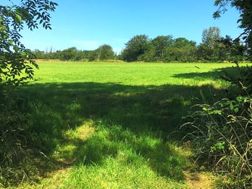 Main field