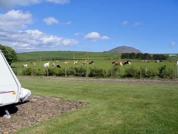 Cows grazing in neighbouring fields