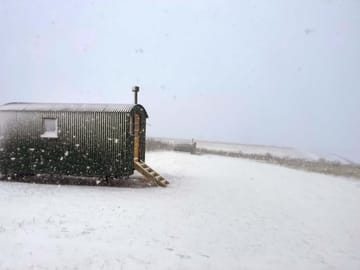 Shorthorn retreat in the snow