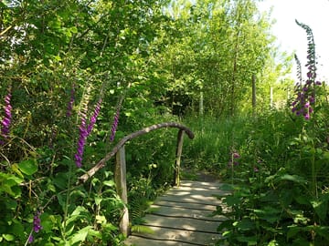 Foxgloves on the path