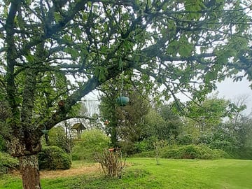 Cherry tree