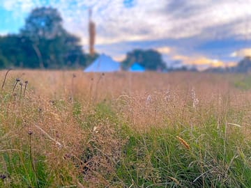 The meadow late in the season