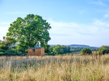 Tree sheltering the field