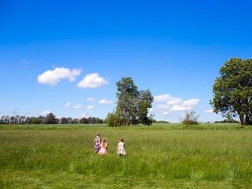 Meadow view