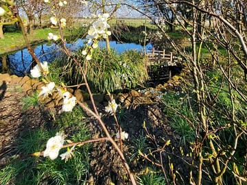 Pond paddock