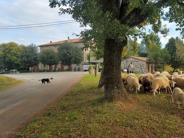 Sheep