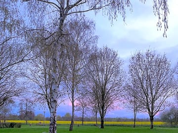 Grassy pitches