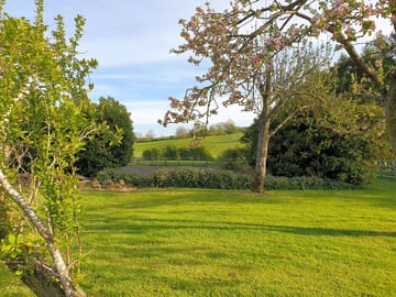 Orchard in bloom