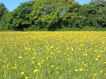 Beautiful buttercups