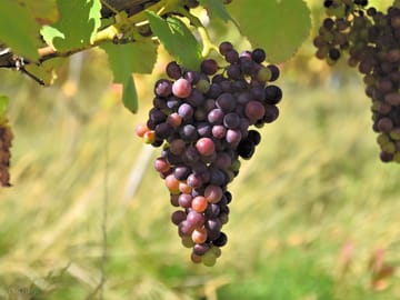 Ripening pinot noir 2023 at hanwell wine estate, nottinghamshire