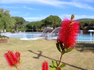 The swimming pool
