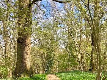 Dog walks in draysey woods
