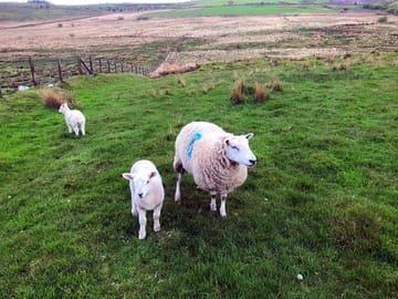 Angel with sooty in the lower paddock. guest are welcome to feed the sheep