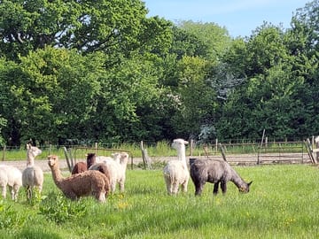 Alpacas at large