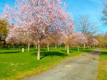 Paths through the site