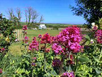 Grass pitches