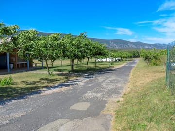 Pitches among the trees