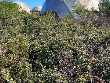 Domes