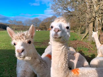 Alpacas at penn meadow farm