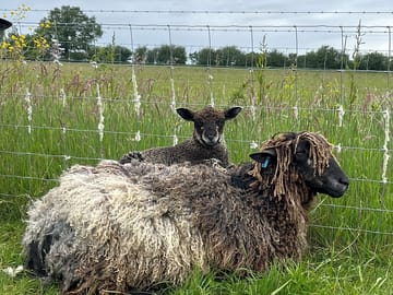 Rare-breed sheep